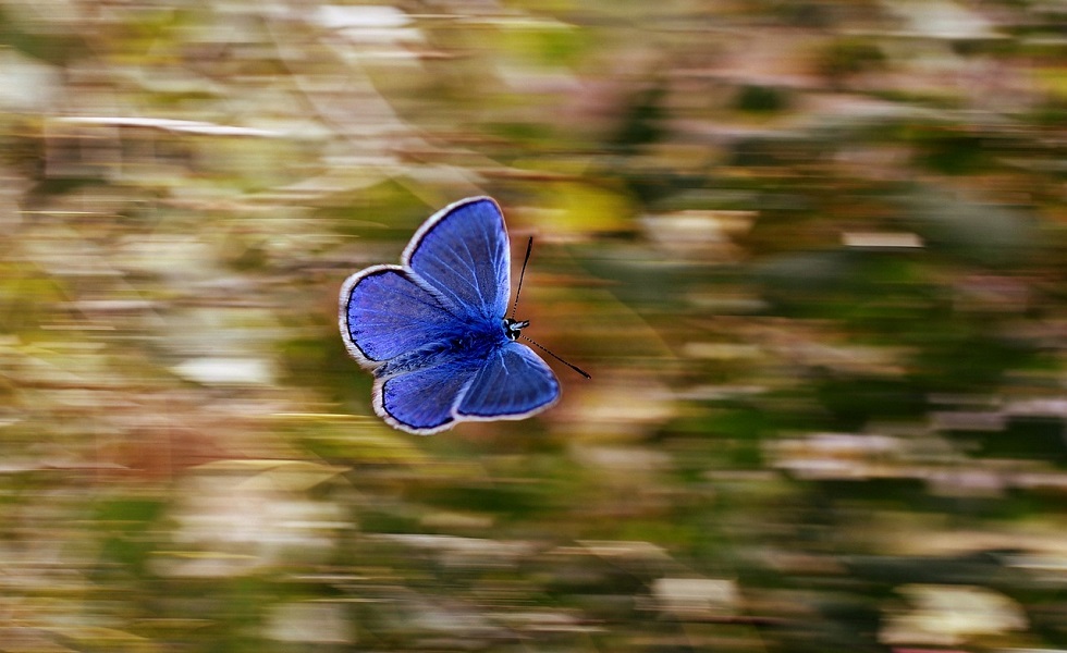 Biodiversiteit (Pixabay, AdinaVoicu).jpg Biodiversiteit (Pixabay, AdinaVoicu).jpg